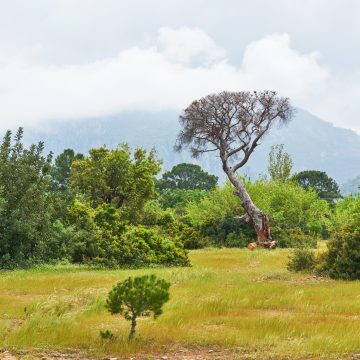 Beautiful landscape with trees on the lawn on a background of mountains.